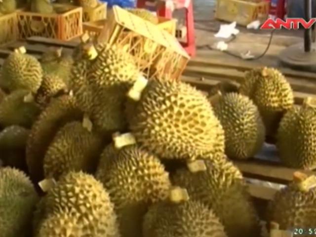 Thị trường - Tiêu dùng - Sầu riêng ủ “phân bón lá”… không độc hại!