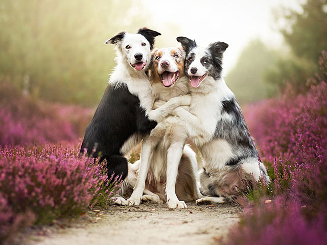 Nếu bạn đang tìm kiếm những hình ảnh về các con chó đáng yêu nhất, thì bạn đã tìm đúng nơi rồi đấy. Hình ảnh ba con chó này sẽ đem lại cho bạn nụ cười và cảm giác vui tươi. Nhấp vào hình ảnh và thưởng thức những khoảnh khắc tuyệt vời của những con chó này.