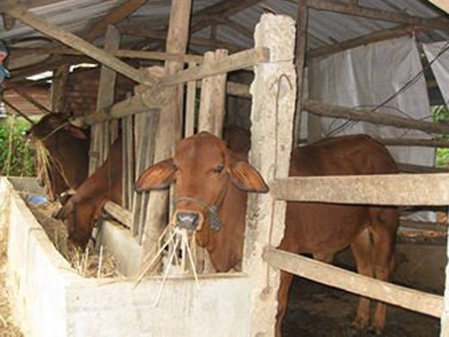 Tin tức trong ngày - Bò nhà đột nhiên húc chết người