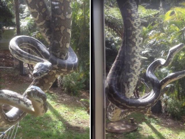 Thế giới - Trăn khổng lồ quyết phân thắng bại bên cửa sổ nhà dân