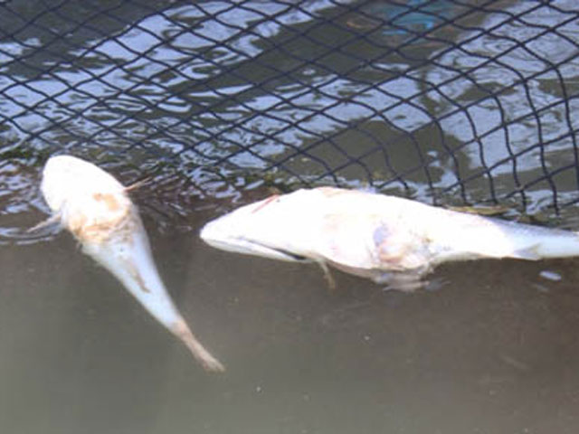 Tin tức trong ngày - Cá chết ở Thanh Hóa: Kết luận do thủy triều đỏ là vội vàng