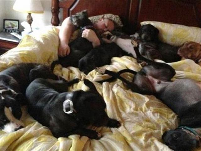 Vợ chồng đóng giường siêu rộng ngủ cùng 8 chú chó hoang