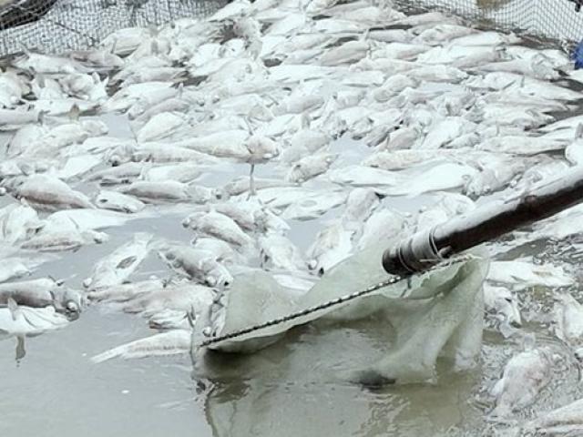 Tin tức trong ngày - Cá mú, hàu nuôi lồng bè chết bất thường ở Hà Tĩnh