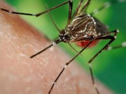 Tin tức trong ngày - Phát hiện thêm một người Việt Nam nhiễm virus Zika