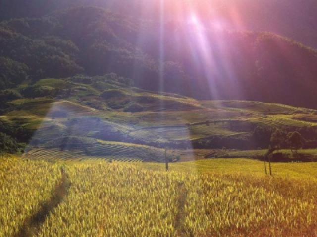 Du lịch - Tháng 9 rồi, đến Tú Lệ "checkin" mùa lúa chín thôi!