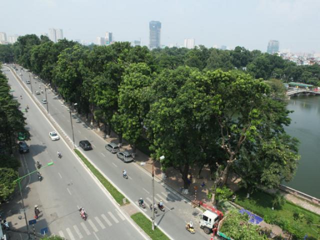 Tin tức trong ngày - Công nghệ đặc biệt chăm sóc "lão xà cừ" đường Kim Mã