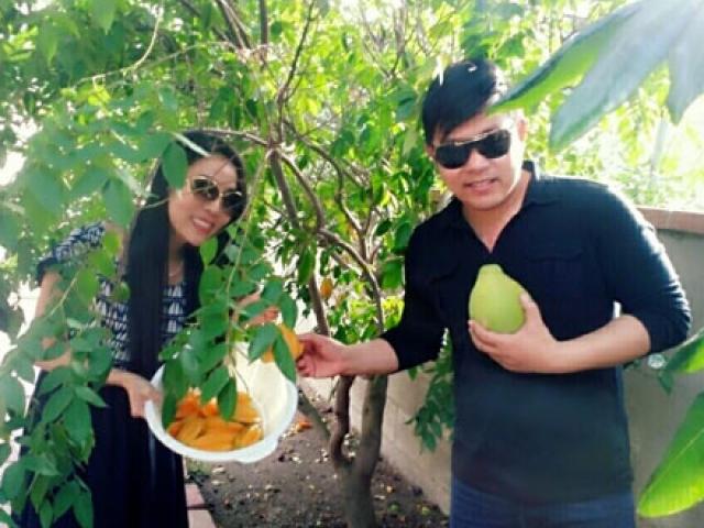 Ca nhạc - MTV - Cận cảnh vườn cây sai trĩu quả trong nhà Quang Lê ở Mỹ