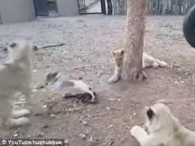 Chó con quyết chiến với 3 sư tử để bảo vệ thức ăn