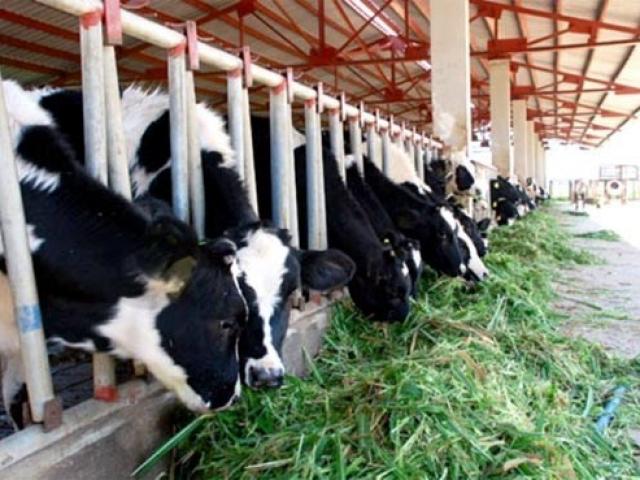 Tài chính - Bất động sản - Hoàng Anh Gia Lai: Tài sản ngàn tỷ "nín thở" chờ đổi chủ