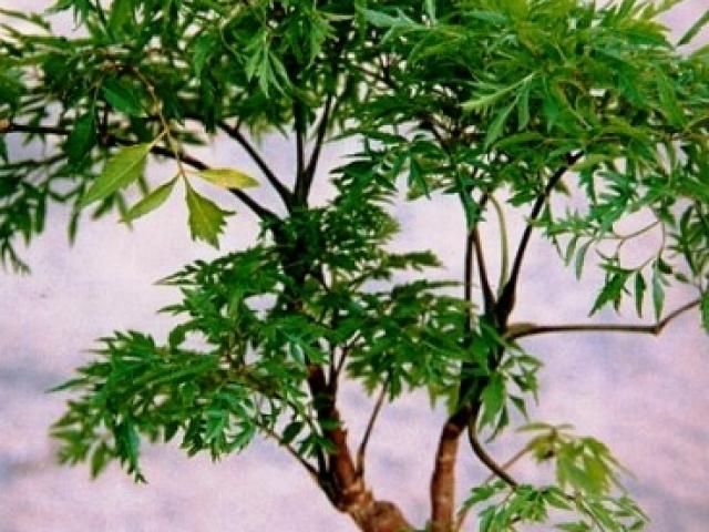 Sức khỏe đời sống - Đinh lăng, nhân sâm của người nghèo