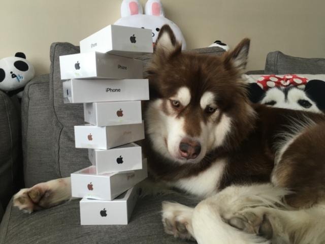 Thiếu gia giàu nhất TQ mua 8 chiếc iPhone 7 cho chó cưng
