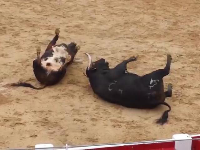 Video: Húc nhau một cú sấm sét, hai bò tót lăn quay chết thẳng cẳng
