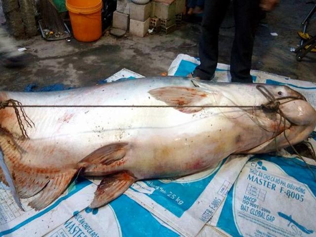 Tin tức trong ngày - Dân đổ xô đi xem cá “to như chiếc xuồng” ở miền Tây