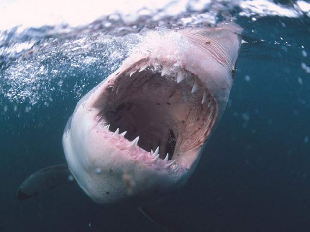 Thể thao - “Chạy mất dép”: Đang chèo thuyền bị cá mập đuổi