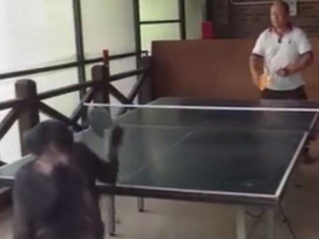 Thể thao - "Đứng hình" với chú khỉ chơi bóng bàn siêu đẳng