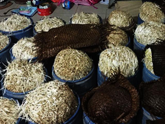 Thị trường - Tiêu dùng - Phát hiện cơ sở dùng hóa chất ủ giá đỗ