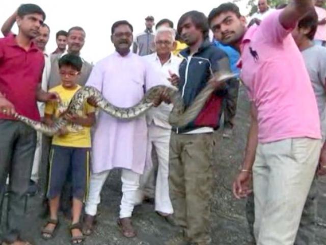 Thế giới - Ấn Độ: Chụp "tự sướng" với trăn khổng lồ và cái kết đắng