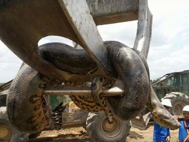 Thế giới - Brazil: Phát hiện trăn xanh Nam Mỹ "khủng" nhất thế giới