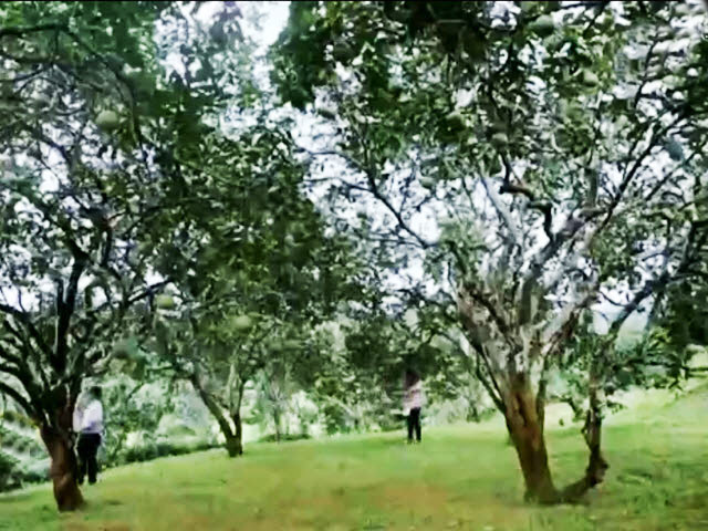 Du lịch - "Đột nhập" vườn bưởi trăm tuổi ở Yên Bái