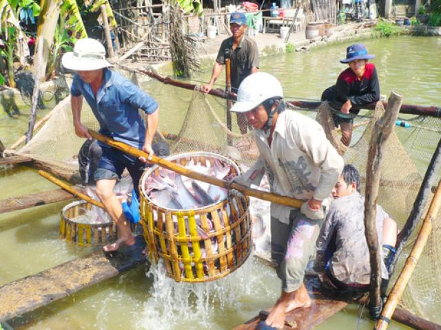 Thị trường - Tiêu dùng - Cá tra sập bẫy thương lái Trung Quốc
