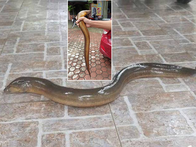 Tin tức trong ngày - Bắt được lươn "khủng" dài gần 1 mét, nặng 2kg