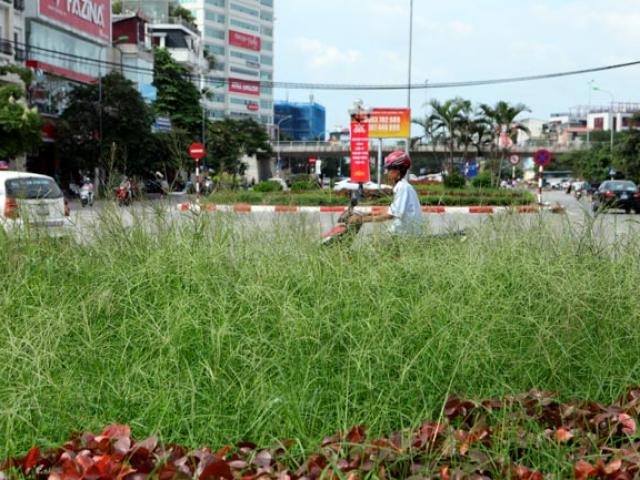 Tin tức trong ngày - Chủ tịch Hà Nội giải thích việc dừng chi tiền cắt cỏ