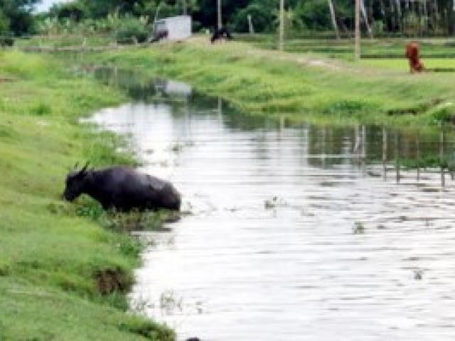Tin tức trong ngày - Đi chăn trâu, hai bà cháu chết đuối thương tâm