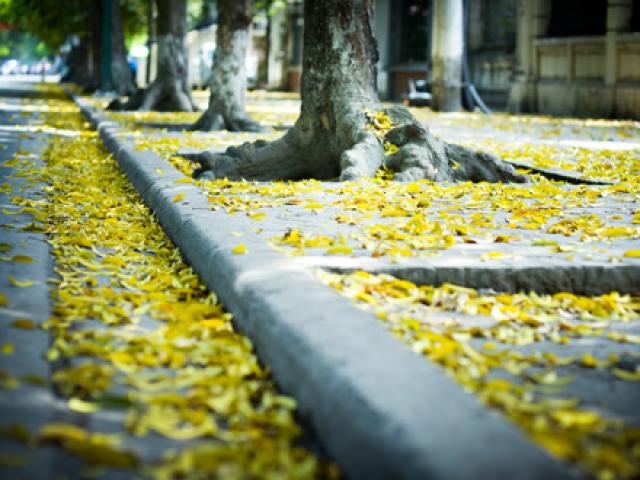 Du lịch - Một ngày thu trên "phố sấu" Hà Nội