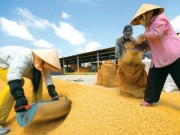 Tài chính - Bất động sản - ADB: Nông nghiệp sụt giảm kéo tăng trưởng kinh tế VN xuống 6%