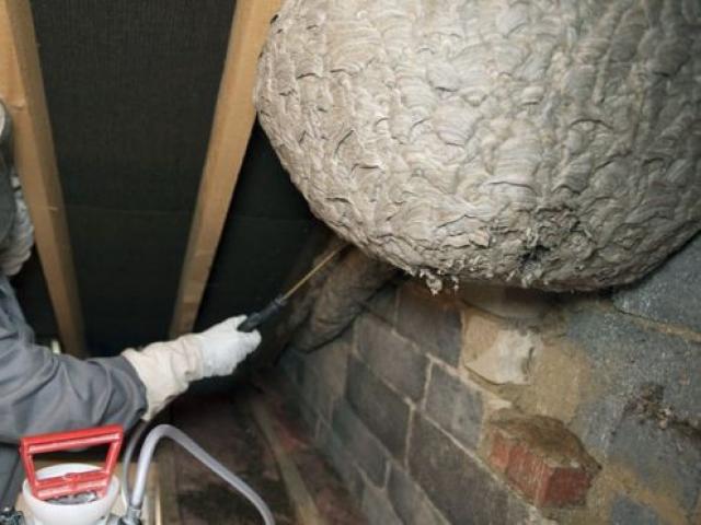 Phi thường - kỳ quặc - Phát hiện tổ ong bắp cày khổng lồ trên gác mái