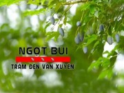 Du lịch - Khám phá làng trám đen Vân Xuyên