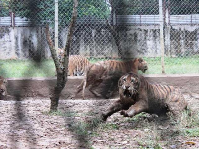 Tin tức trong ngày - Cận cảnh đàn hổ dữ nuôi nhốt trái phép ở Thanh Hóa