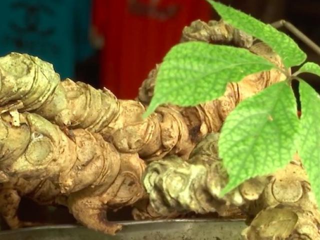 Tin tức trong ngày - Ly kỳ hành trình “săn” sâm Ngọc Linh quý hiếm 100 năm tuổi