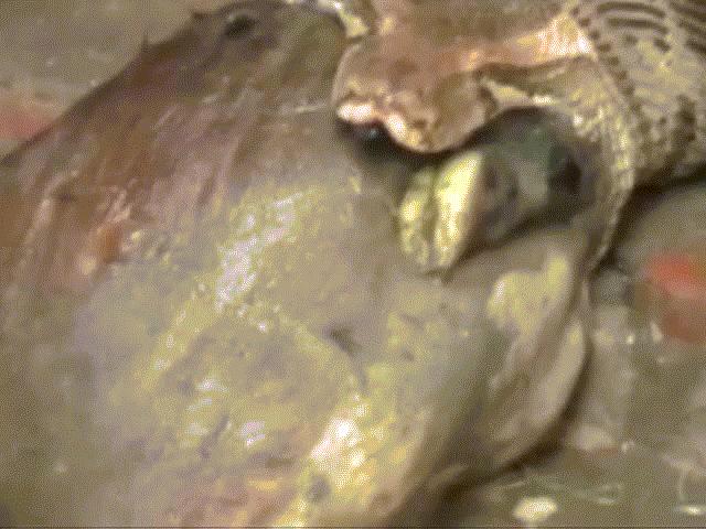 Thế giới - Những vụ trăn khổng lồ vào nhà khiến con người khiếp hãi