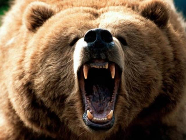 Thế giới - Mỹ: Bé trai 11 tuổi bắn chết gấu dữ để bảo vệ gia đình