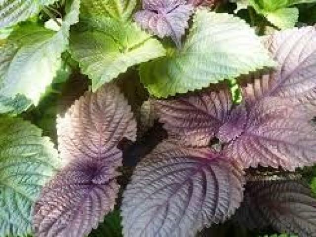 Thị trường - Tiêu dùng - Bán sang Nhật, rau tía tô có giá 500-700 đồng/lá