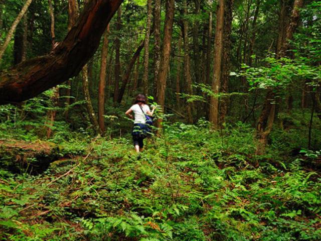 Khu rừng ám ảnh với những vụ tự sát ở Nhật Bản