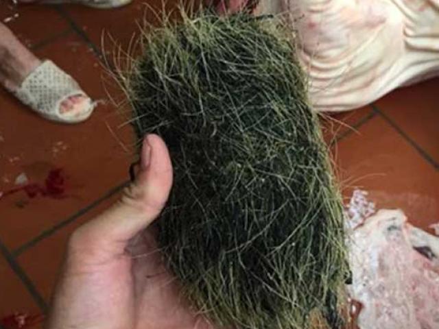 Tin tức trong ngày - Mổ lợn bán, phát hiện thứ đáng giá gấp trăm lần con lợn