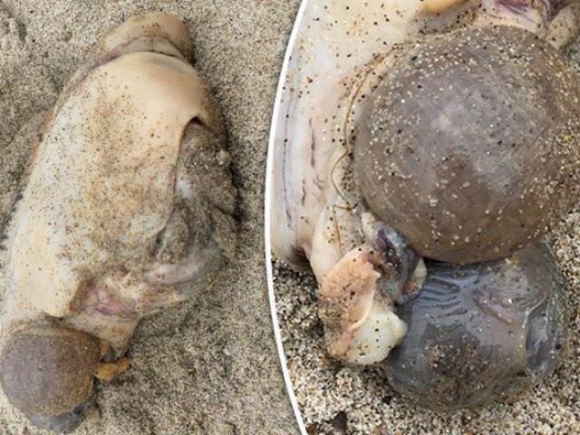 Phi thường - kỳ quặc - Quái vật biển "sưng phồng" khiến dân choáng váng