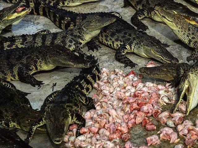 Tài chính - Bất động sản - Choáng với ngành công nghiệp nuôi cá sấu ở Thái Lan