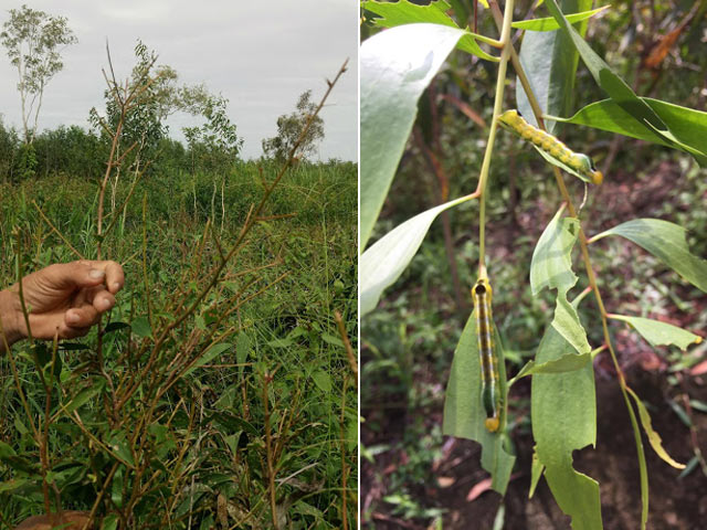 Tin tức trong ngày - Sâu lạ biết... rung cây hù người, phá nát vườn tràm ở Sóc Trăng