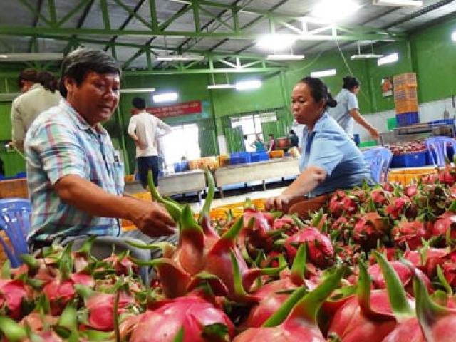 Thị trường - Tiêu dùng - Chi 8.500 tỷ nhập trái cây: Mua về không ăn, tái xuất đi Trung Quốc