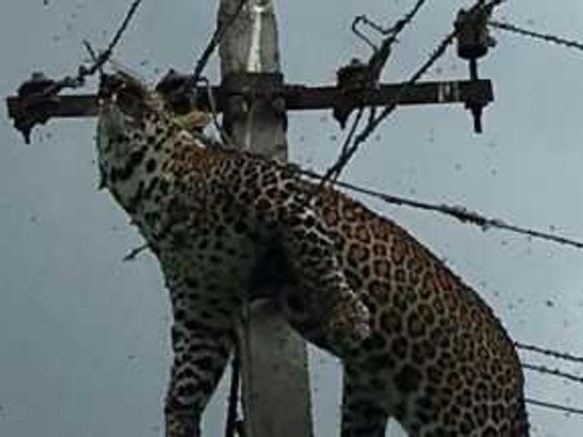 Thế giới - Ấn Độ: Bất ngờ thấy báo đốm chết thảm trên cột điện 4m