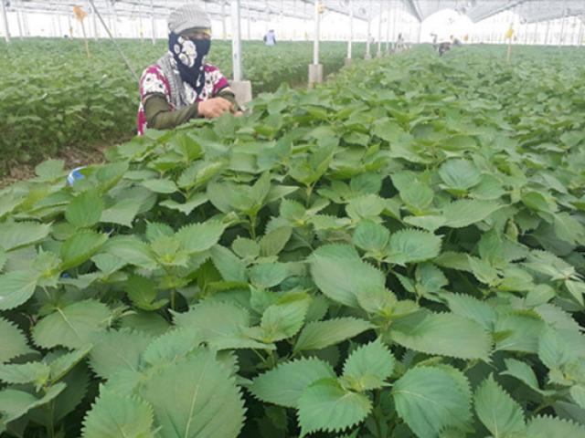 Thị trường - Tiêu dùng - Có gì trong trang trại tía tô 'công nghệ cao' bán 700 đồng/lá