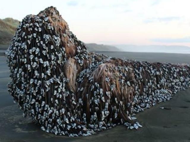 Thế giới - 10 “thủy quái” kinh dị nhất thế giới từng dạt bờ