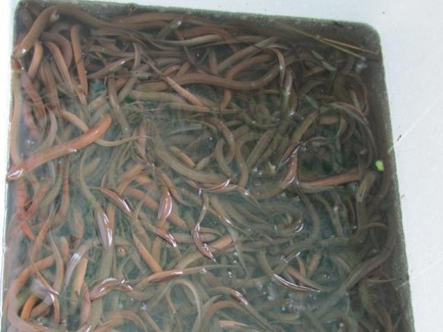 Thị trường - Tiêu dùng - Tỷ phú làm giàu từ nghề nuôi đặc sản “trơn tuồn tuột”