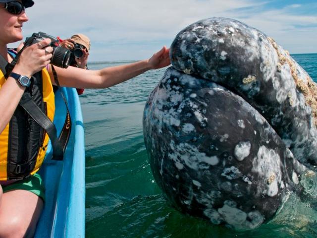 Phi thường - kỳ quặc - Cá voi khổng lồ liên tục lao lên đòi vuốt ve ở Mexico