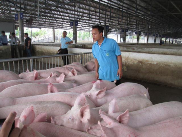 Thị trường - Tiêu dùng - Đừng nên chờ thị trường Trung Quốc "cứu" thịt heo