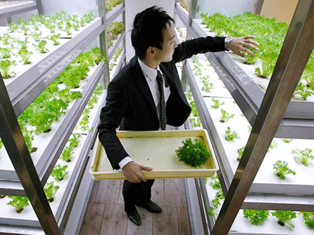 Bạn trẻ - Cuộc sống - Xôn xao công ty để nhân viên trồng rau nơi công sở