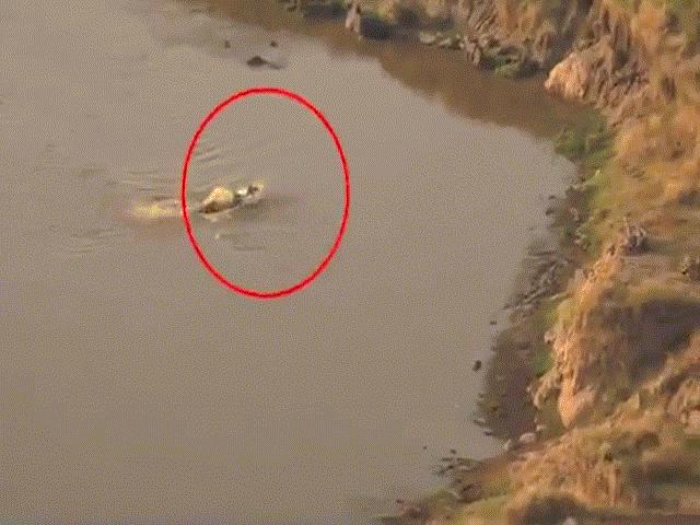 Thế giới - Bi thảm ngựa vằn vừa thoát cá sấu đã gặp nanh vuốt sư tử